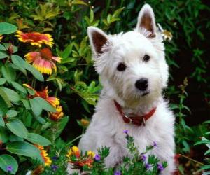 пазл Вест хайленд уайт терьеры являются порода собаки Шотландии известен своей личности и блестящие белые